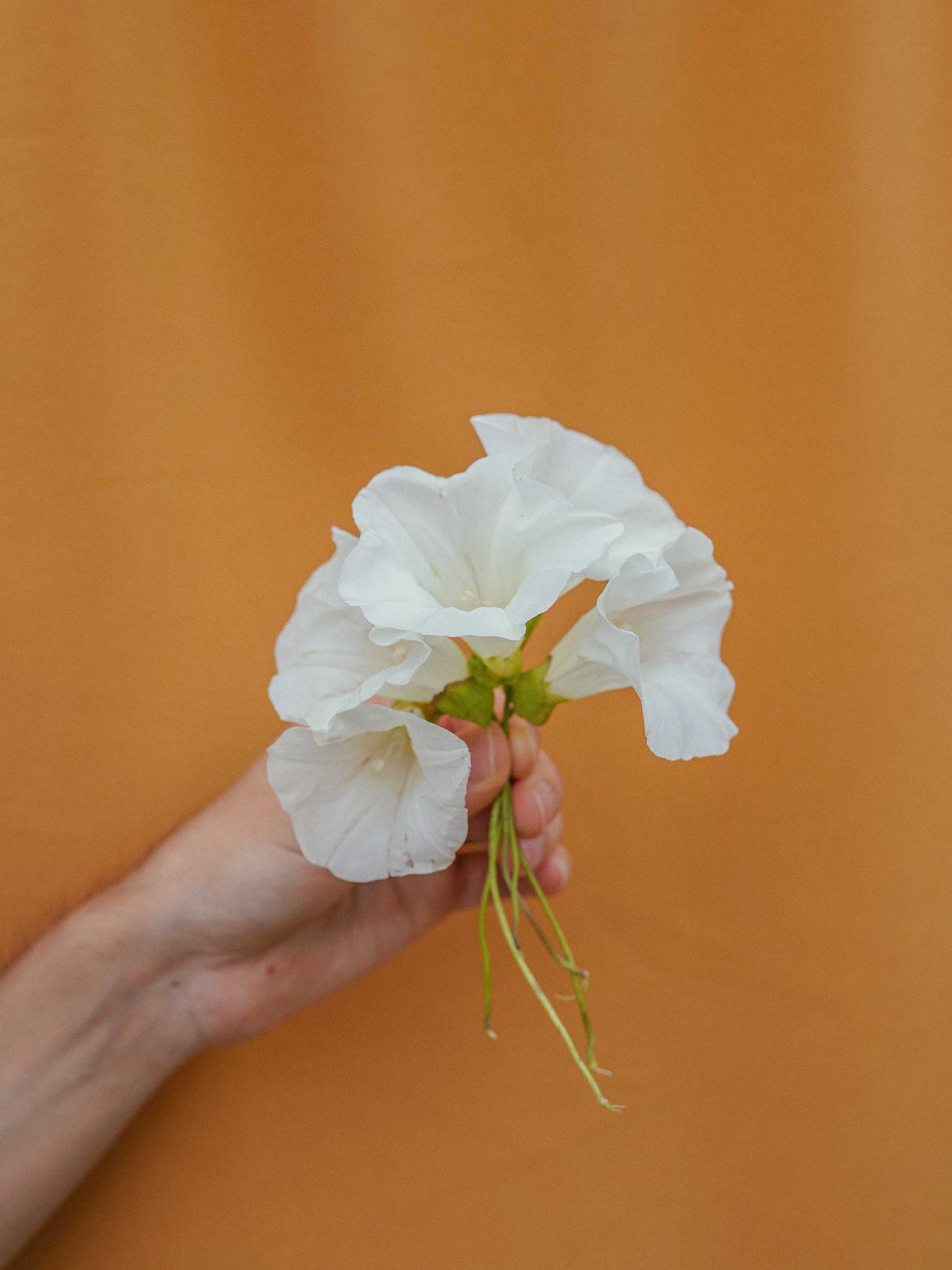 Flor